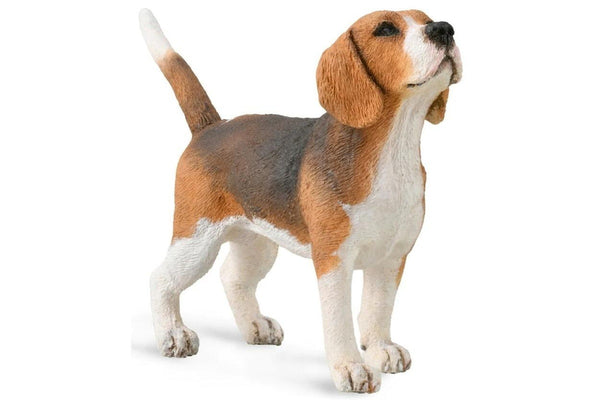 CollectA: Beagle