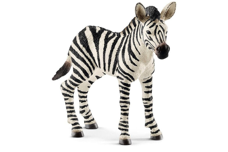 Schleich : Zebra Foal