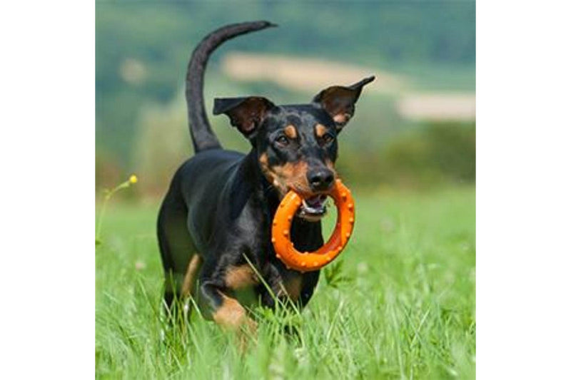 Major Dog Ring Rudi Fetch Toy - One Size