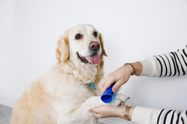 Pet Teezer: Small Deshedding Brush - Blue/Light Blue