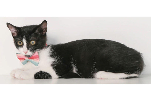 Pidan Cat Bow Tie Collar - Pink/Light Blue