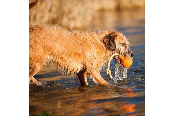 Major Dog Swimming Eddy Floating Fetch Toy With Handle - Small - One Size