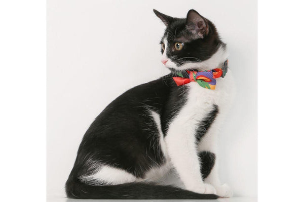 Pidan Cat Bow Tie Collar - Multicoloured