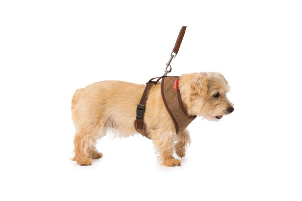 House Of Paws Memory Foam Tweed Dog Harness (Brown) (M)
