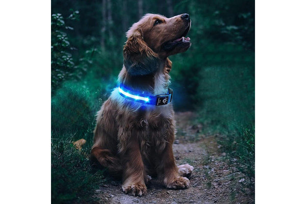 Luminous LED Pet Dog Collar Light-up USB Rechargeable Dog Collar Blue