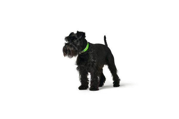 Dog Collar By Hunter Convenience L Green