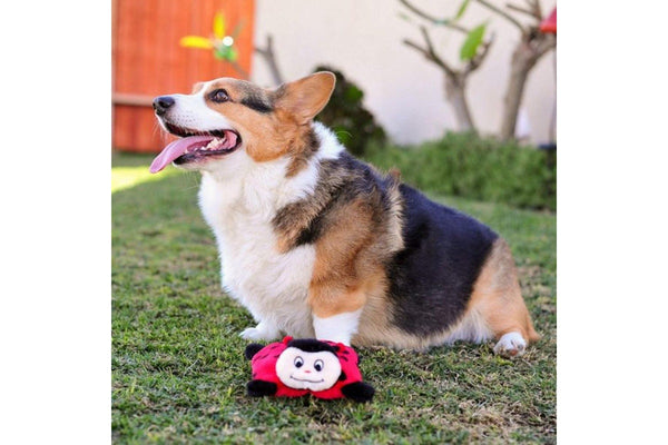 Zippy Paws Squeakie Pad Lady Bug - One Size