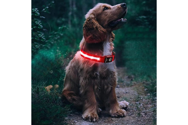 Luminous LED Pet Dog Collar Light-up USB Rechargeable Dog Collar Red