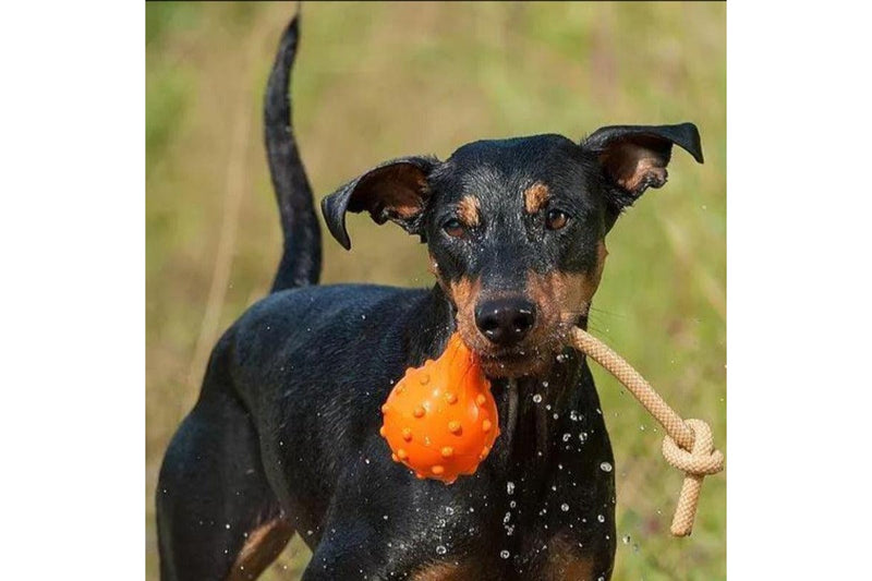 Major Dog Swimming Eddy Floating Fetch Toy With Handle - Large - One Size