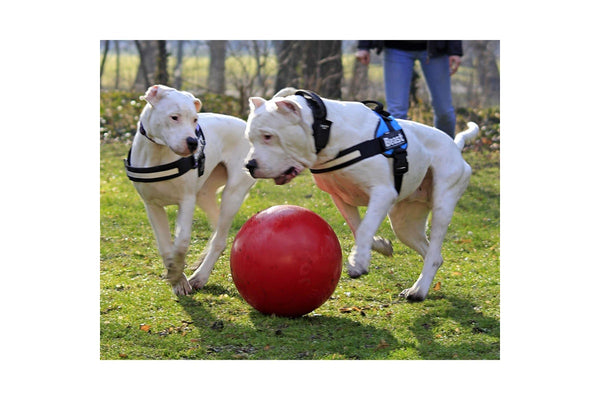 Jolly Pets Push-N-Play Dog Ball (Red) (6in)