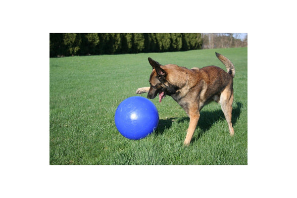 Jolly Pets Push-N-Play Dog Ball (Blue) (10in)