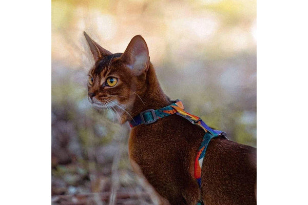 Pidan Cat Harness & leash Set - Multicoloured