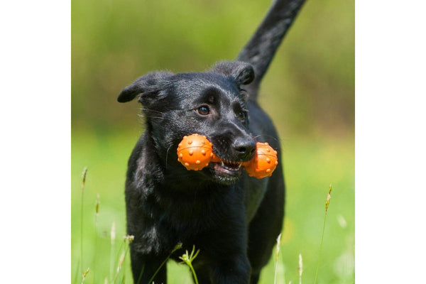 Major Dog Barbell Fetch Toy For Small Dogs - One Size