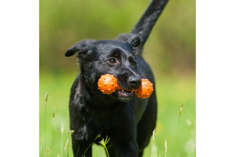 Major Dog Barbell Fetch Toy For Small Dogs - One Size