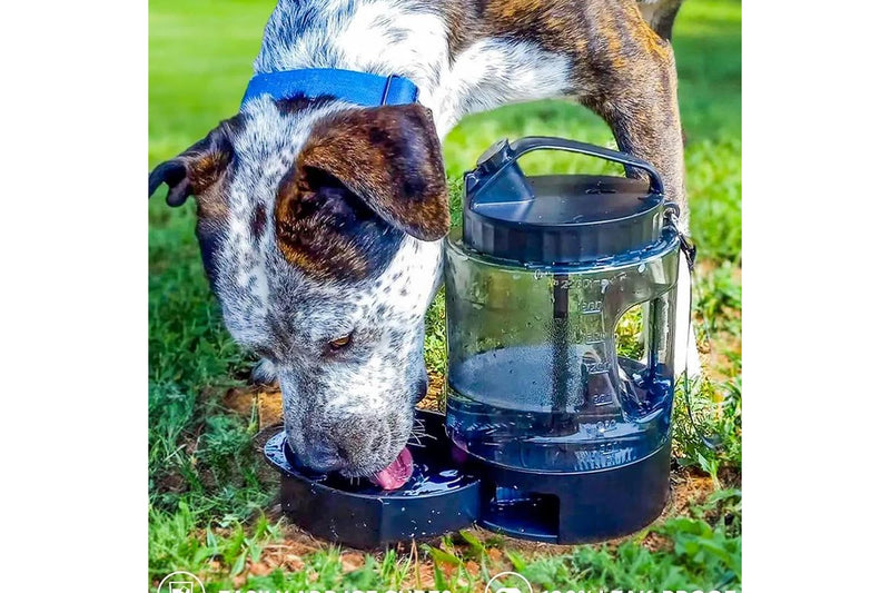 ZOOMIES Portable Dog Water Bowl - Black