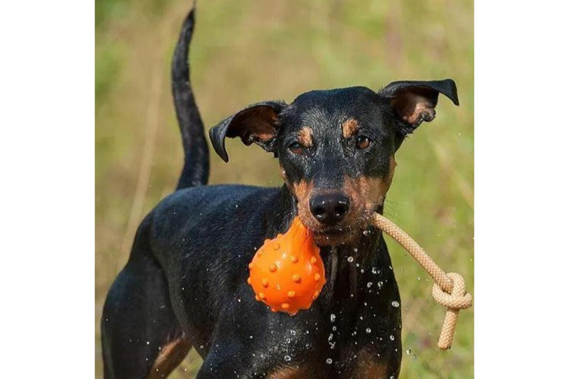 Major Dog Swimming Eddy Floating Fetch Toy With Handle - Small - One Size