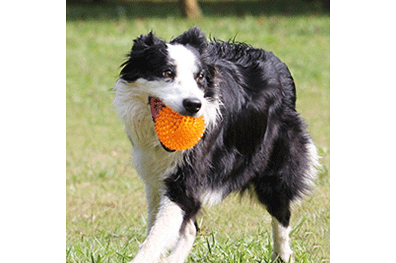 Set of 2 Pcs Pet Dog Squeaky Toys Spiky Dog Balls Cleaning Teeth Chewing Toys -Orange and Purple