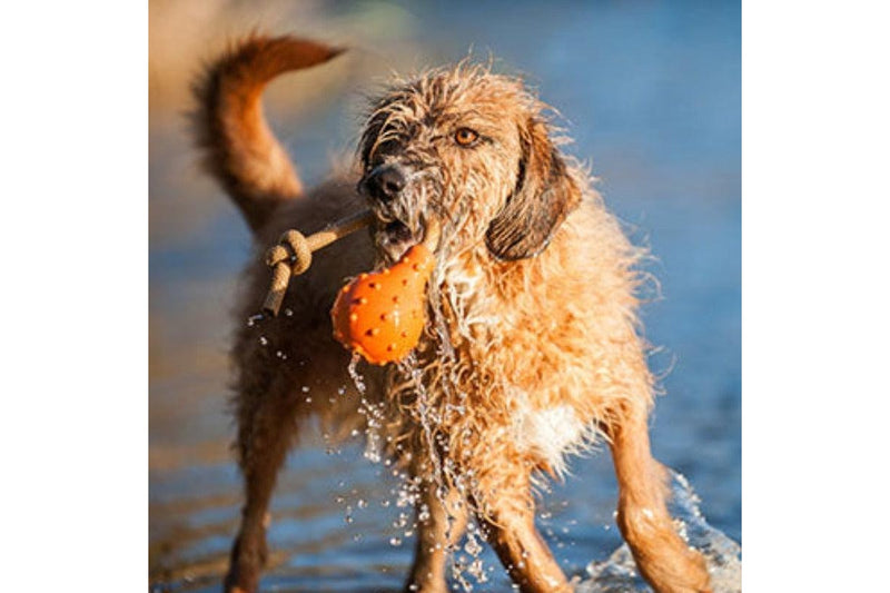 Major Dog Swimming Eddy Floating Fetch Toy With Handle - Large - One Size