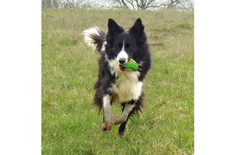 Major Dog Zucchini Treat Toy - One Size