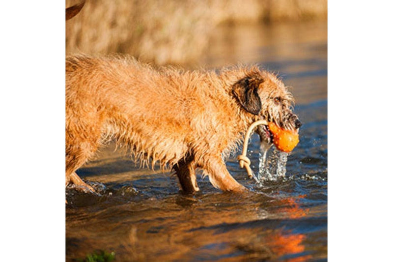 Major Dog Swimming Eddy Floating Fetch Toy With Handle - Large - One Size