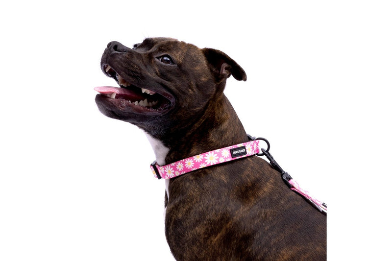 2x Splosh Frank Barker S Pink Daisies Dog Collar Adjustable Neck Strap 25-40cm