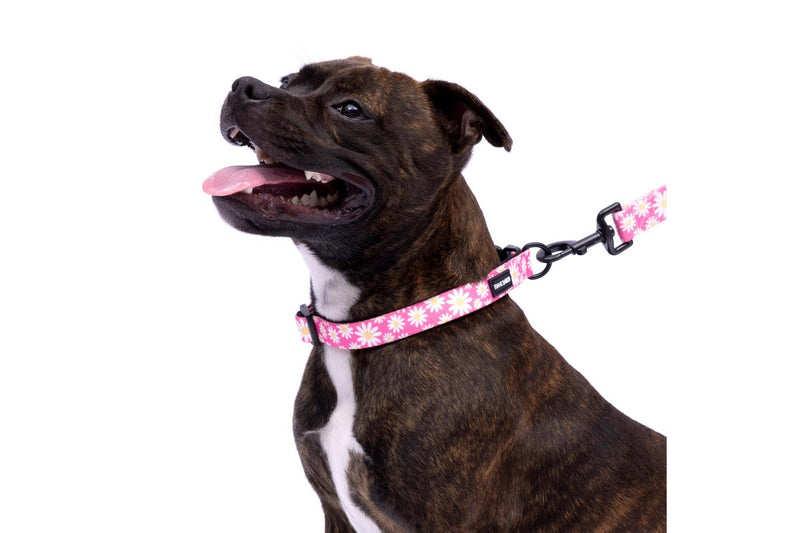 2x Splosh Frank Barker M Pink Daisies Dog Collar Adjustable Neck Strap 33-55cm