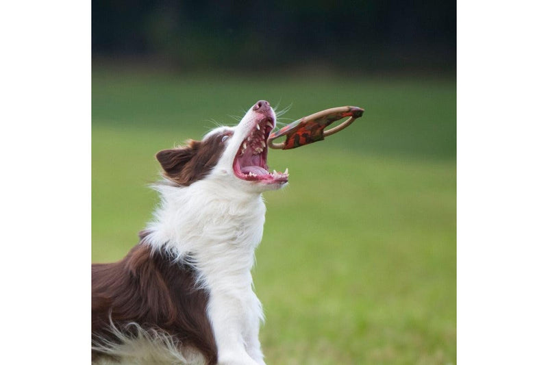 Major Dog Mini Frisbee - Fetch Toy - One Size