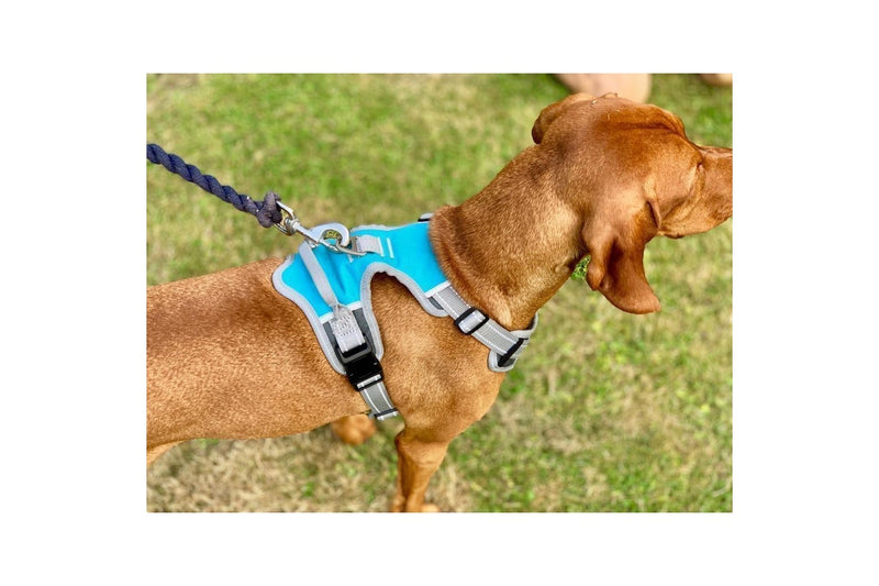 Henry Wag Travel Dog Harness (Blue/Grey) (Medium)