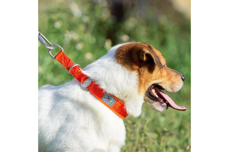 P-chain Nylon Pet Collar