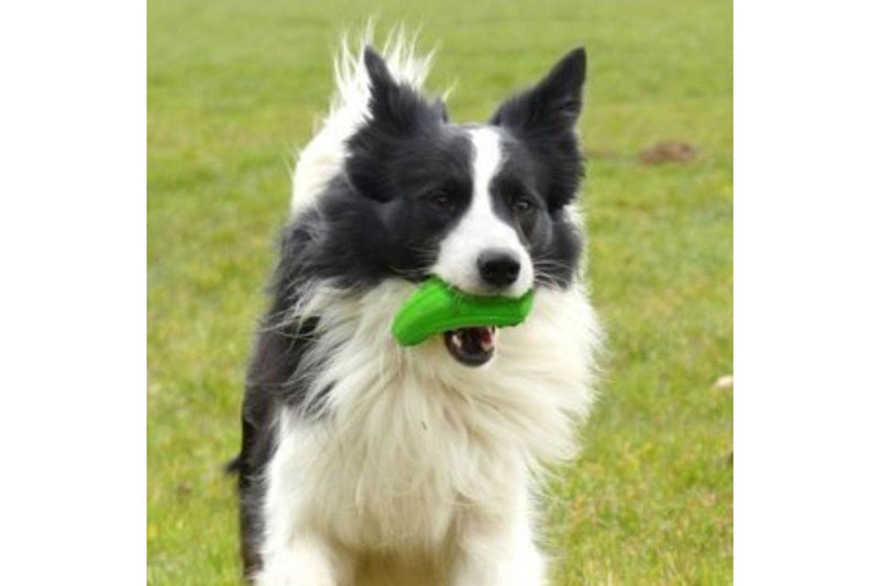 Major Dog Zucchini Treat Toy - One Size