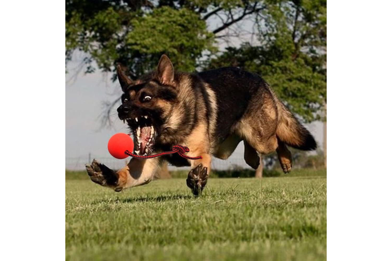 Pet Health Dog Molars Toys With Stretchy Rope Rubber Ball Biting Training - Red