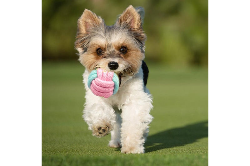 Zoomies 7 Pack Puppy Rope Toy Set - Pink & Blue