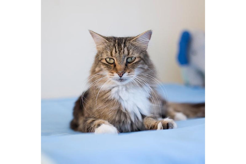 Brolly Sheets: Pet Bed Pad - Navy