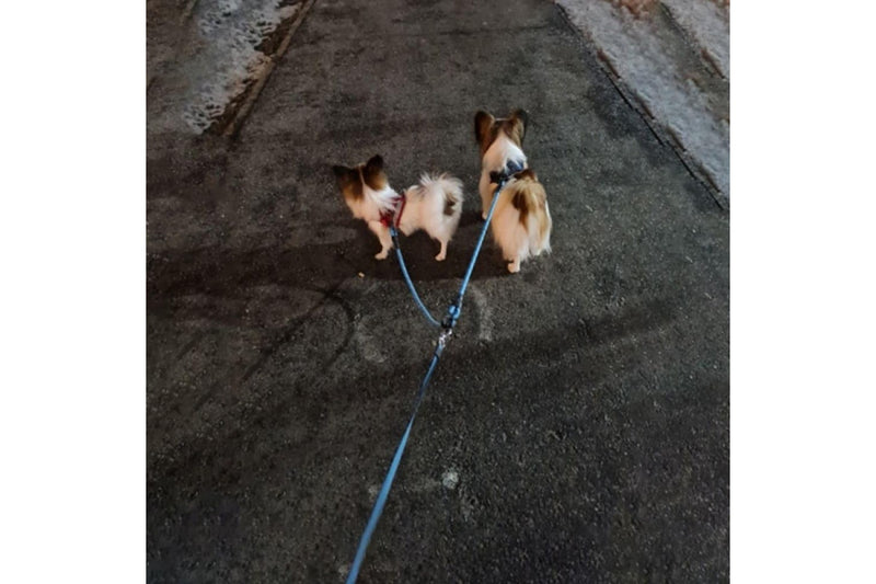 Reflective Nylon Couple Dog Leash