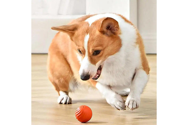 Pet Automatic Rolling Ball Toy Jumping Bouncing Ball Pet Dog Toy Orange